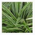 Zacate Ornamental y Decorativo S.A.